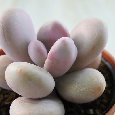 日本花キ流通 多肉植物 hmグラプトペタルム アメジスチヌム 多肉植物