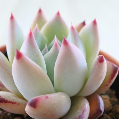 日本花キ流通 多肉植物 hmエケベリア リンゼアナ 多肉植物 エケベリア