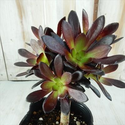 多肉植物 Sdアエオニウム 黒法師 多肉植物 9cmポット Z 001 001 フラワーネット日本花キ流通 通販 Yahoo ショッピング