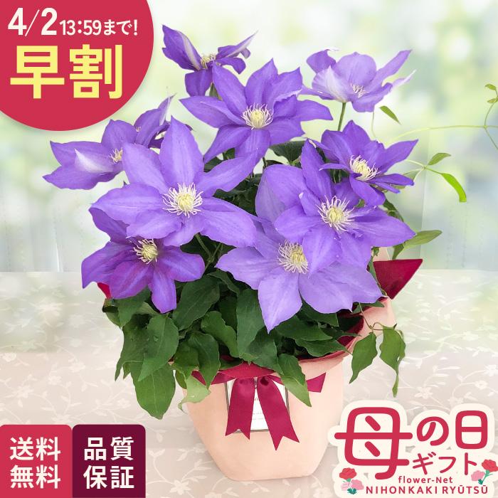 母の日 早割 クレマチス メーカー直売 H F ヤング 5号鉢 送料無料 花 母の日ギフト 鉢植え 贈り物 プレゼント