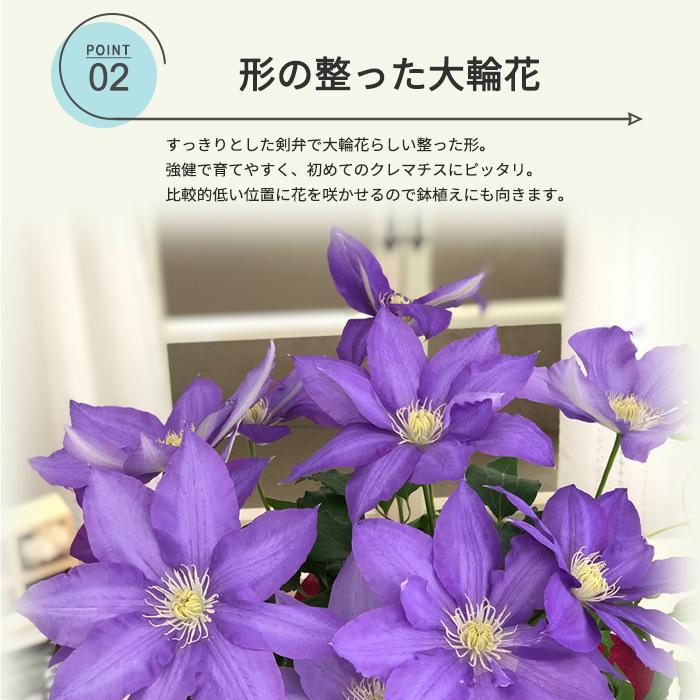 母の日 プレゼント クレマチス H.Fヤング 5号鉢 送料無料 母の日ギフト 花 鉢植え｜flower-net｜04