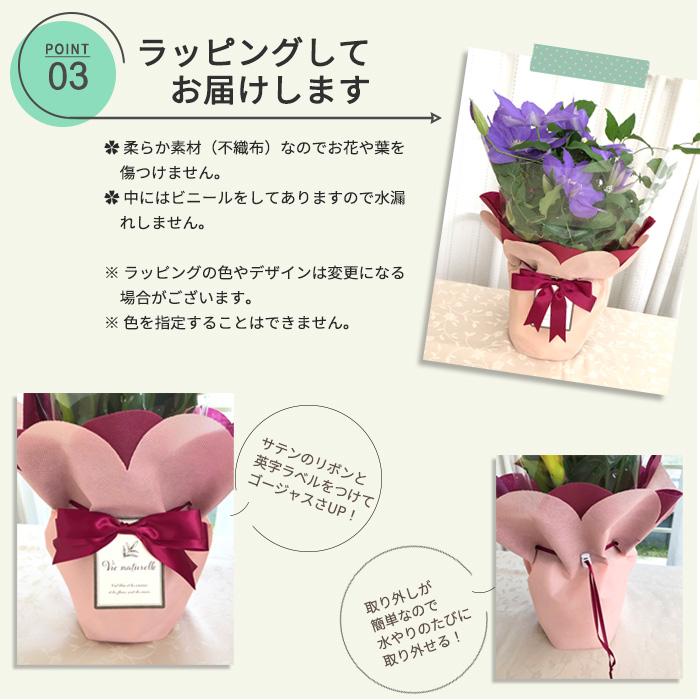 母の日 プレゼント クレマチス H.Fヤング 5号鉢 送料無料 母の日ギフト 花 鉢植え｜flower-net｜05