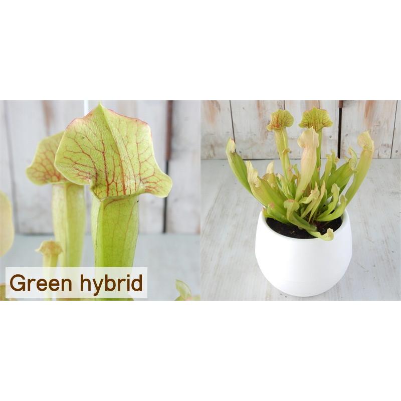 選べるサラセニア 食虫植物 4 5号鉢 Z 101 003 フラワーネット日本花キ流通 通販 Yahoo ショッピング