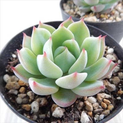 多肉植物 Skエケベリア プリズム 多肉植物 エケベリア 7 5cmポット Z Sk 001 005 フラワーネット日本花キ流通 通販 Yahoo ショッピング