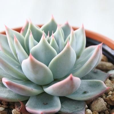 多肉植物 yukエケベリア Subalpina Perote実生 スバルピナ ペロテ サブ 
