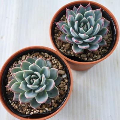 多肉植物 yukエケベリア Subalpina Perote実生 スバルピナ ペロテ サブ 