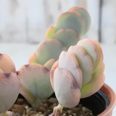 多肉植物 yukカランコエ マルニエリアナ 多肉植物 カランコエ 6cm