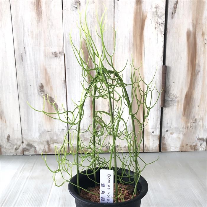 日本花キ流通 多肉植物 sdボウィエア 蒼角殿（ソウカクデン