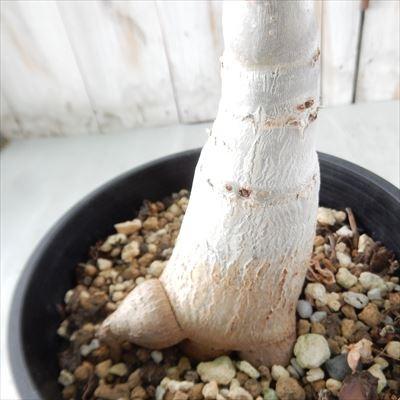 日本花キ流通 多肉植物 caシッサス キフォステンマ キローサム 0417-02