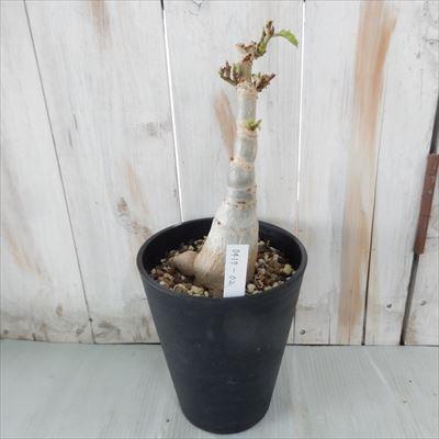 日本花キ流通 多肉植物 caシッサス キフォステンマ キローサム 日本花キ流通 多肉植物 caシッサス キフォステンマ キローサム