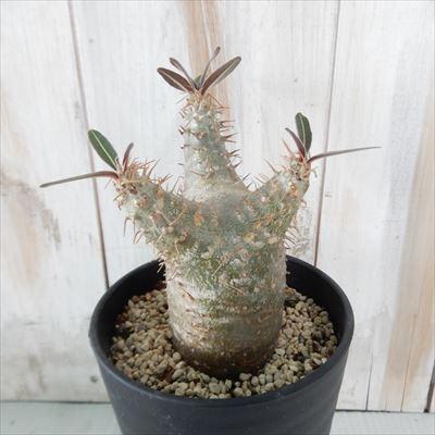 多肉植物 Caパキポディウム カクチペス 0417 21 多肉植物 コーデックス 現品販売 Z Ca 001 021 フラワーネット日本花キ流通 通販 Yahoo ショッピング