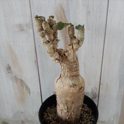 安い 買取 多肉植物 Caユーフォルビア スバポーダ 0417 25 多肉植物 コーデックス 現品販売 豪華で新しい ス Ptsp Anambaskab Go Id