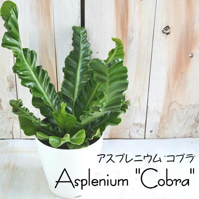アスプレニウム コブラ 4号鉢 観葉植物 Z 101 003 フラワーネット日本花キ流通 通販 Yahoo ショッピング