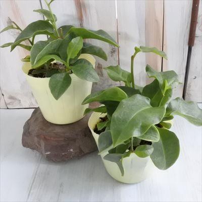 日本花キ流通 おかわかめ苗 宮古島オカワカメ 10.5cmポット オカワカメ