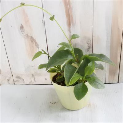 日本花キ流通 おかわかめ苗 宮古島オカワカメ 10.5cmポット オカワカメ