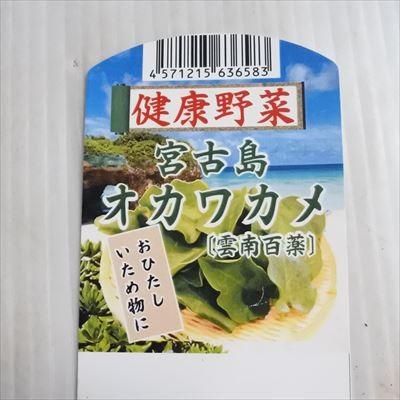 日本花キ流通 おかわかめ苗 宮古島オカワカメ 10.5cmポット オカワカメ