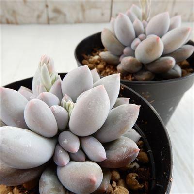 多肉植物 Swkパキベリア ラブ美人 ラウイ交配 多肉植物 パキベリア 7 5cmポット Z Swk 001 002 フラワーネット日本花キ流通 通販 Yahoo ショッピング