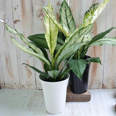 日本花キ流通 観葉植物 斑入り スパティフィラム センセーション 6号鉢