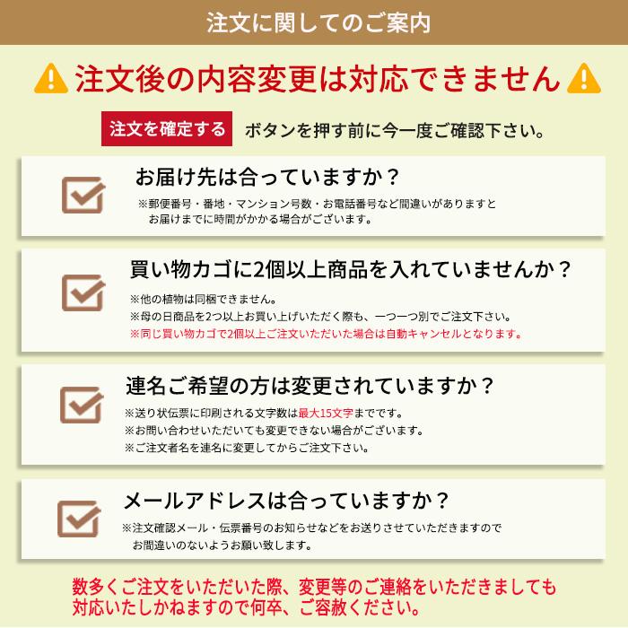 【遅れてごめんね】母の日 プレゼント マダガスカルジャスミン 4号鉢 送料無料 母の日ギフト 花 鉢植え best｜flower-net｜12