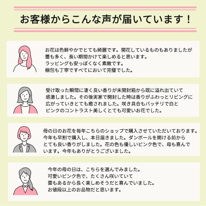 【遅れてごめんね】母の日 プレゼント カーネーション バンビーノ 4号鉢 送料無料 母の日ギフト 花 鉢植え｜flower-net｜09