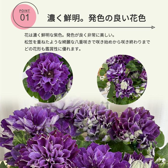 母の日 プレゼント クレマチス 新紫玉 6号鉢 送料無料 母の日ギフト 花 鉢植え｜flower-net｜03