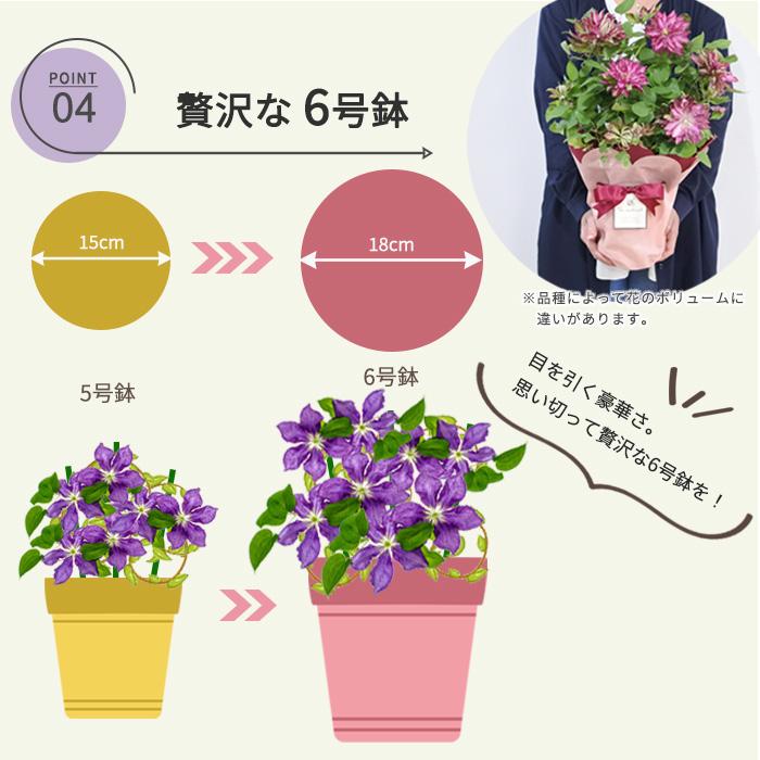 母の日 プレゼント クレマチス 新紫玉 6号鉢 送料無料 母の日ギフト 花 鉢植え｜flower-net｜06