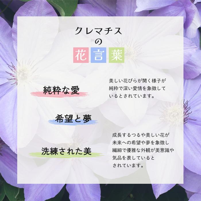 母の日 プレゼント クレマチス 新紫玉 6号鉢 送料無料 母の日ギフト 花 鉢植え｜flower-net｜08