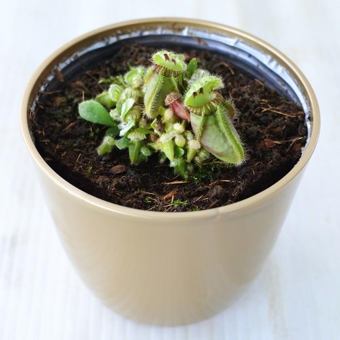 セファロタス 食虫植物 フクロユキノシタ 3 5号鉢 Z 101 001 フラワーネット日本花キ流通 通販 Yahoo ショッピング