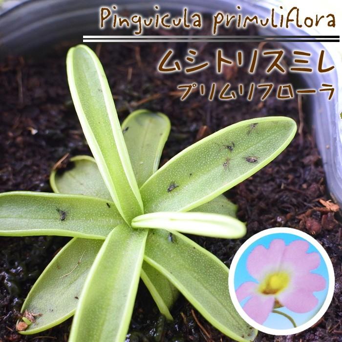 ムシトリスミレ プリムリフローラ 食虫植物 3 5号鉢 Z 101 003 フラワーネット日本花キ流通 通販 Yahoo ショッピング