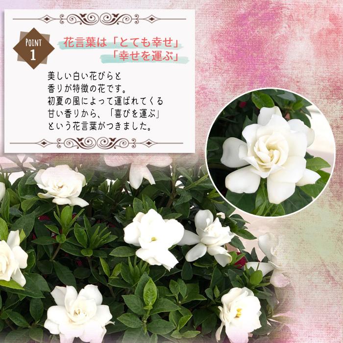 早割 母の日21 ギフト ガーデニア 八重咲きクチナシ 5号鉢 送料無料 贈り物 プレゼント 花 鉢植え 母の日21 Z 701 006 フラワーネット日本花キ流通 通販 Yahoo ショッピング