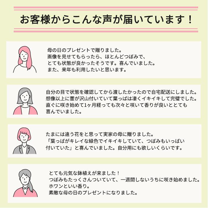 【遅れてごめんね】母の日 プレゼント 八重咲き クチナシ 5号鉢 送料無料 母の日ギフト 花 鉢植え best｜flower-net｜09