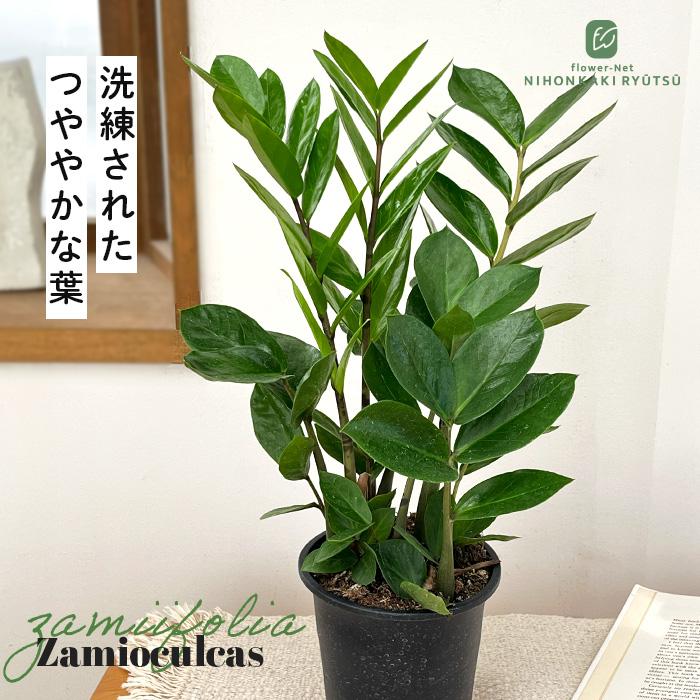 日本花キ流通 観葉植物 ザミオクルカス ザミーフォリア 4号鉢 観葉植物
