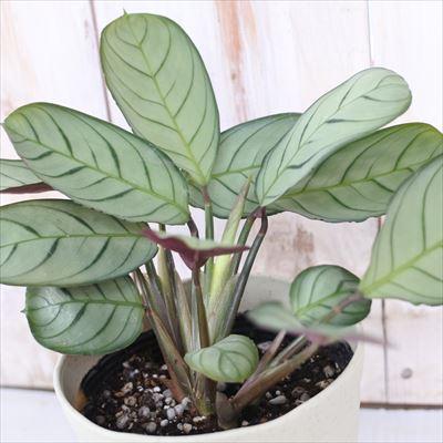 日本花キ流通 観葉植物 カラテア マランタ アマグリス 4号鉢 小型