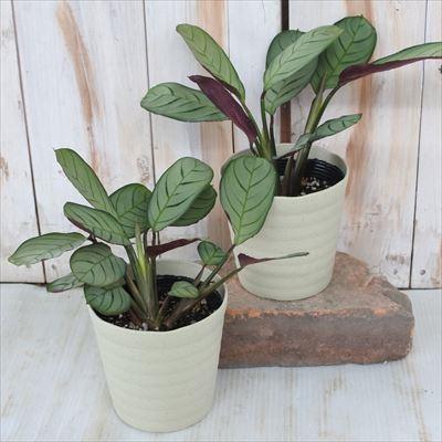 日本花キ流通 観葉植物 カラテア マランタ アマグリス 4号鉢 小型