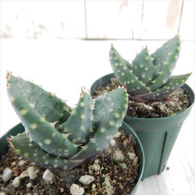 日本花キ流通 多肉植物 sdアロエ レイツィ− reitzii 雷鳥錦 多肉植物
