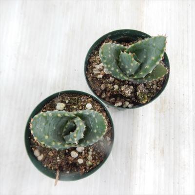 日本花キ流通 多肉植物 sdアロエ レイツィ− reitzii 雷鳥錦 多肉植物