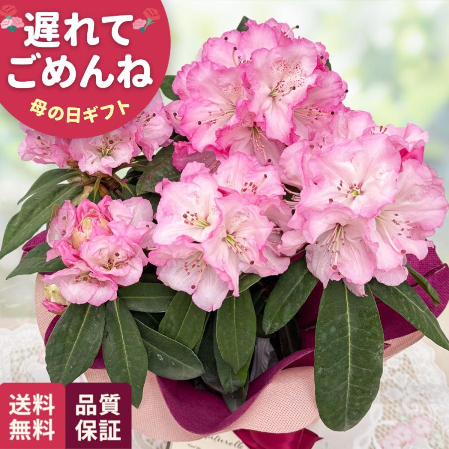 ＼遅れてごめんね／ 母の日 プレゼント シャクナゲ ピンク 5号鉢 送料無料 母の日ギフト 花 鉢植え best 日本花キ流通（Yahoo!・フラワーネット日本花キ流通）