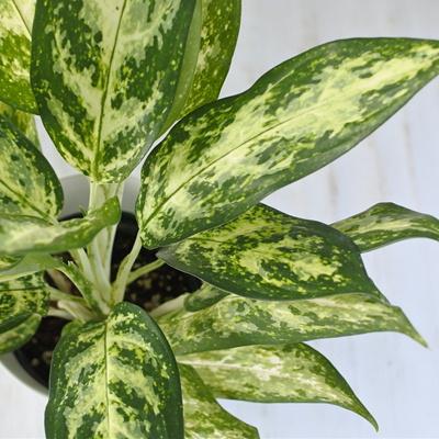 日本花キ流通 観葉植物 アグラオネマ プシュード 6号鉢 送料無料 観葉 