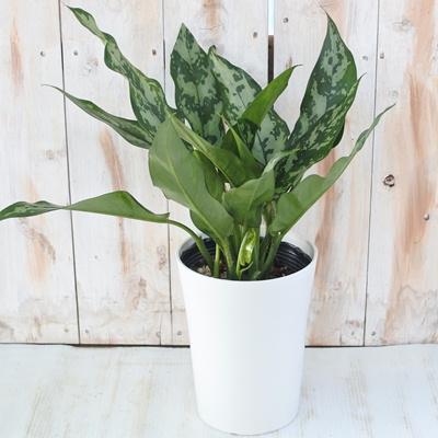 アグラオネマ マリア 観葉植物 ギガランキングｊｐ