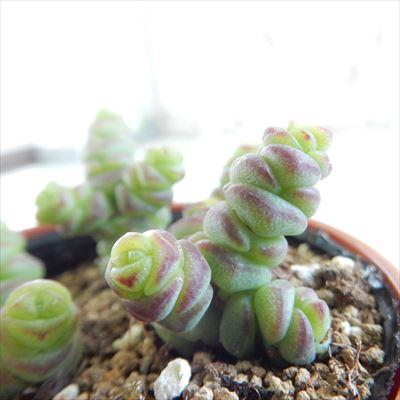 日本花キ流通 多肉植物 hmクラッスラ 清星 多肉植物 クラッスラ 6cm
