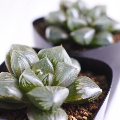 多肉植物 Niハオルチア 大紫 水晶 オブツーサ 多肉植物 ハオルチア 7 5cm Z Ni 001 112 フラワーネット日本花キ流通 通販 Yahoo ショッピング