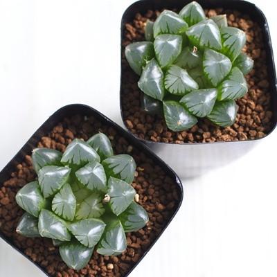 多肉植物 Niハオルチア パープル水晶オブツーサ 多肉植物 ハオルチア 7 5cm Z Ni 001 113 フラワーネット日本花キ流通 通販 Yahoo ショッピング