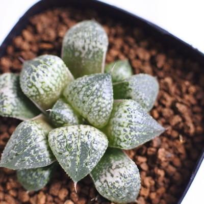 多肉植物 niハオルチア TNピクタ特選 銀砂 ハオルチア 7.5cm
