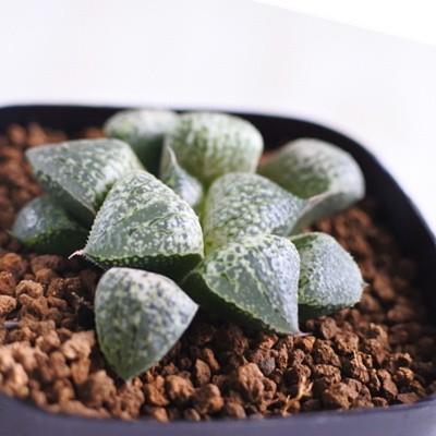 ハオルチア ピクタ「Ｙ氏」多肉植物 ハオルチア：(パンドラ×銀河系ピクタ)×ピクタ(L) 2.5号角ポット