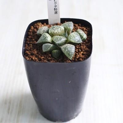 多肉植物 niハオルチア TNピクタ特選 銀砂 ハオルチア 7.5cm
