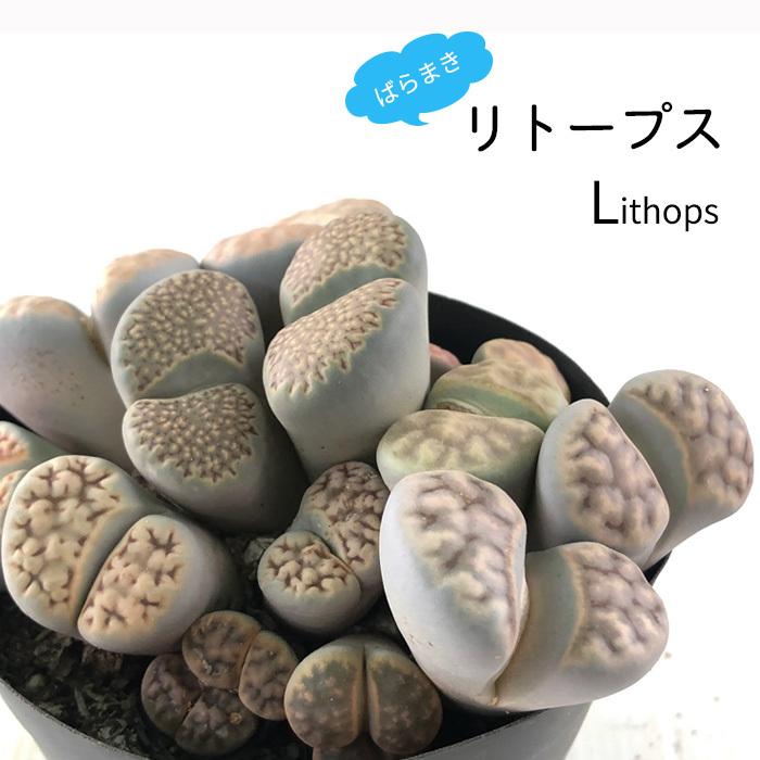 多肉植物 Caばらまきリトープス 多肉植物 3 5号鉢 リトープス メセン Z 001 002 フラワーネット日本花キ流通 通販 Yahoo ショッピング