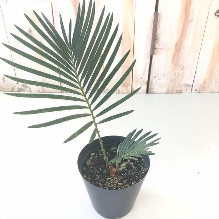 日本花キ流通 観葉植物 ソテツ 蘇鉄 3.5号鉢 小型 小さい 室内