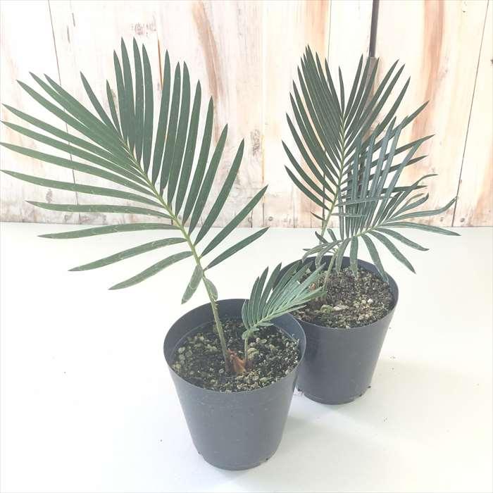 ソテツ　(蘇鉄) 日本花キ流通 観葉植物 ソテツ 蘇鉄 3.5号鉢 小型 小さい 室内