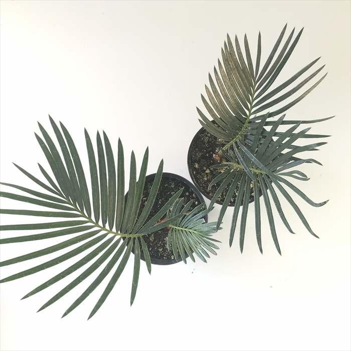 日本花キ流通 観葉植物 ソテツ 蘇鉄 3.5号鉢 小型 小さい 室内