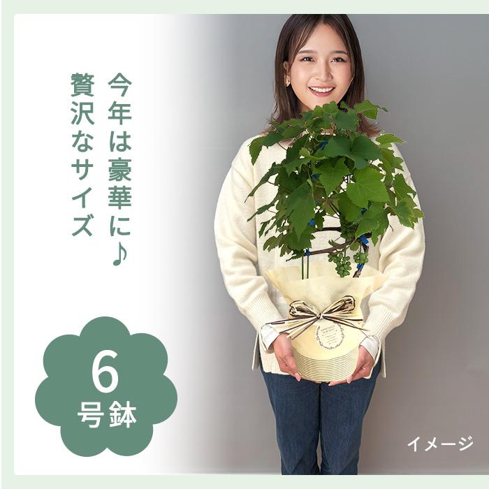 父の日 プレゼント ぶどう デラウエア 6号鉢 送料無料 父の日ギフト 花 鉢植え ブドウ 葡萄 | 日本花キ流通 | 06